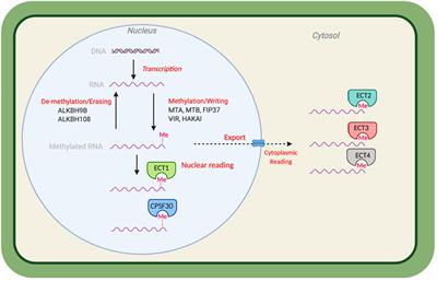 RNA methylation in plants: An overview